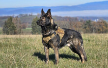 Vloupání a desetitisícové škody. Šumperské zloděje odhalil pes Adin, hrozí jim vězení