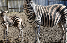 Po devíti letech nové mládě. Olomoucká zoo hlásí přírůstek zebry