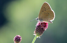 Pozemky v Kojetíně získali ochránci přírody. Pomůžou chránit vzácného motýla