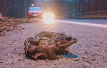 Začala migrace žab. Dejte pozor na silnicích, nejsilnější je v noci