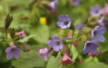 Jaro probouzí květiny v Litovelském Pomoraví. Na které se vyrazit podívat?
