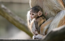 V olomoucké zoo se narodilo mládě nejrychlejšího primáta světa