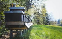 5 překvapivých důvodů, proč si pořídit vlastní včelín