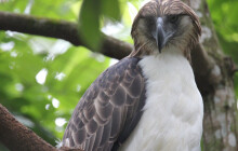 Národní symbol Filipín a oblíbenec v naší zoo. Orli opičí mají mládě