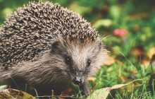 Pomozte ježkům ve volné přírodě, ne vždy musí do záchranné stanice