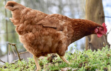 Nebezpečná nákaza drůbeže i v Pňovicích. Veterinární správa vymezila ochranné pásmo