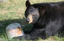 Ledové koule nebo bazény. ZOO Olomouc dopřává v horkých dnech zvířatům speciální péči
