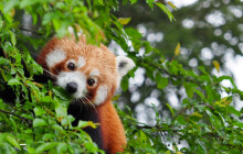 Olomoucká zoo slaví. Poprvé přivítala na svět mláďata pandy červené