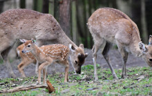 V olomoucké zoo se letos narodilo 11 kolouchů vzácného Siky vietnamského