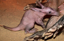 Zoo Olomouc přivítala mládě hrabáče kapského