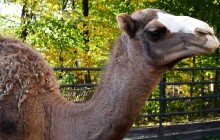 Jednohrbí velbloudi se po 16 letech vrací do olomoucké Zoo