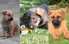 Hledáme domov #11: Hugo, Hanny a Henry hledají nový domov