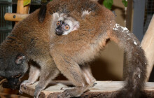 V olomoucké ZOO se narodilo mládě lemura. Je to kluk nebo holčička?