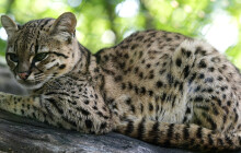 Zoo Olomouc má dvě nová koťata. Zahlédnout je chce pořádnou dávku štěstí