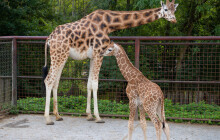ZOO Olomouc oznámila narození žirafy. Podívejte se na ni