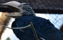 ZOO Olomouc čekala osm let. Zoborožci šedolící mají dvě mláďata