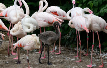 Ptačí přírůstky. V ZOO Olomouc se narodilo 7 plaměňáků