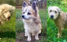 Hledáme domov #12: Chybí vám čtyřnohý kamarád?