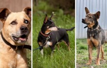 Hledáme domov #13: Další trojlístek pejsků k adopci