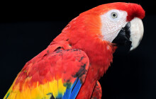Papoušci jsou zpět v novém. Olomoucká zoo ukáže i druhy dosud skryté návštěvníkům