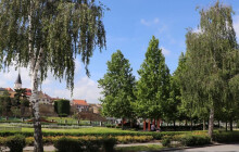 Přerov prověří svou zeleň. Studie za 1,56 milionu ukáže, co s ní dál