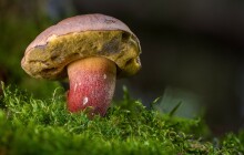 Houbařská sezóna v plném proudu. Jaké jsou ty nejlepší recepty z hub?