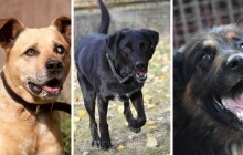 Hledáme domov #14: Pejsci Kery, Barney a Kulda hledají páníčka