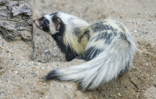 Připomíná skunka a umí pořádně zapáchat. Zoo Olomouc má nový druh i tři mláďata