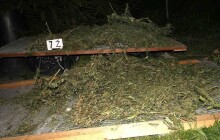 VIDEO: Marihuana cestovala poštou na Slovensko. Celníci zadrželi na Přerovsku pěstitele konopí