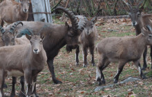 Olomoucká zoo přivítala nové kozorožce