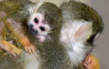 FOTO: Zoo Olomouc hlasí přírustek v tlupě kotula