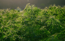 Pervitin výměnou za dětské hračky, marihuanu k výrobě mastí. Policie zasahovala na Přerovsku