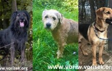 Hledáme domov #21: Tři chlupáči hledají nový domov