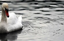 Mezi labutěmi v Kojetíně se objevila ptačí chřipka