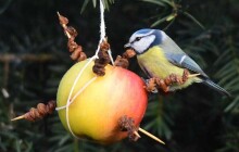 Zoo Olomouc zdobí vánoční strom pro zvířátka, žádné baňky a světýlka. Přidejte se taky