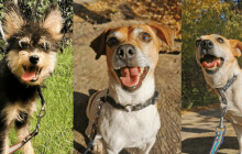 Hledáme domov #25: Najdeme chlupáčům páníčka?