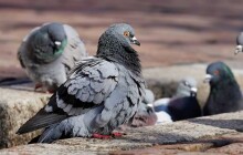 Krysa s křídly řádí po městě, radnice zakročí