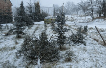 Havárie na Šumpersku. Žena projela plantáží vánočních stromů