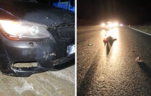 Řidič smetl lišku, škoda jde do desetitisíců