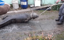 Panda, krokodýl i kůň. Hasiči Olomouckého kraje za sebou mají kuriózní zásahy