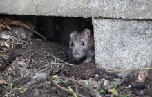 Nevyhazujte zbylé vánoční jídlo do městské zeleně. Krmíte potkany