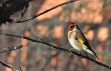 Sčítání ptáků je v plném proudu. Do Ptačí hodinky se může zapojit každý