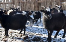 Nejoblíbenější výběh v Zoo Olomouc prošel opravou