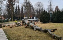 Ikonický buk u gymnázia je pryč. Na jeho místo vysadí lípu