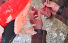 Značkování plameňáků, nejstarší jsou v Zoo Olomouc přes čtyřicet let