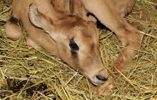 Zoo hlasí další přírůstek, tentokrát z řad afrických zvířat