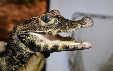 Mláďata krokodýlů v Zoo Olomouc prošla vážením