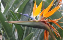 Olomoucké výstaviště po zimní pauze zpřístupnilo své sbírkové skleníky