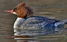 Na Bečvě v Přerově sídlí nezvyklý počet morčáků, svědčí to o dostatku ryb