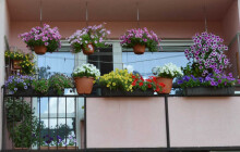 Olomoučané se mohou hlásit do soutěže o nejkrásnější květinovou výzdobu ve městě